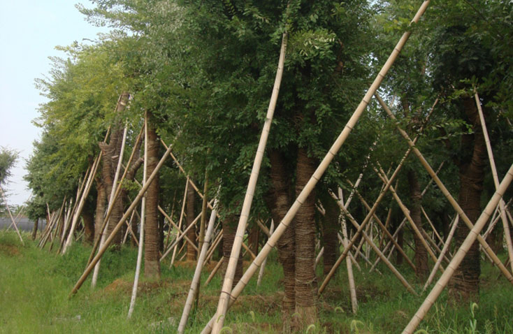 高教園區(qū)苗圃基地